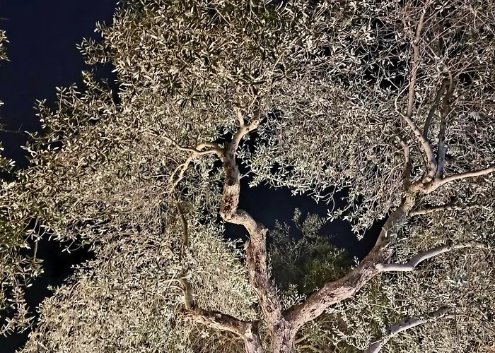 Sunny-hill Mjull-Bethore